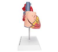 AKLOSIPY Modello di Cuore Simulato, Anatomia a Doppia Dimensione, Display | Realizzato in PVC, mostra parti del cuore dettagliate, adatte per l\'insegnamento