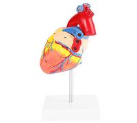 Akozon Modello Anatomico Cuore Umano, 1:1, PVC Ecologico, Multicolore, 34 Parti Rimovibili, Grandezza Naturale, Per Scienze, Cardiologia, Anatomia