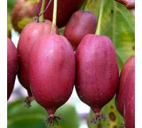 Aktinidia Hardy Red femmina 2L - Frutta rossa intensa dentro e fuori