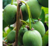 Aktinidia Issai bisessuale 2L - Una ricca fonte di vitamine