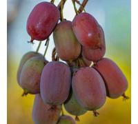 Aktinidia Ken's Red femmina 2L - Il mini kiwi sempre più popolare