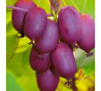 Aktinidia Purpurna Sadowa femmina 2L - Frutti viola caratteristici