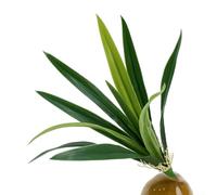 Alanmoship 1 confezione di foglie di orchidea artificiali, 45 cm, realistiche steli in plastica con 13 foglie, per decorazioni domestiche, composizioni floreali, centrotavola e decorazioni per eventi