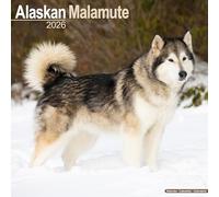 Alaskan Malamute 2026 Calendar | Square Wall Calendar | Dog Breed Gift | Plastic Free Packaging | by Avonside Publishing