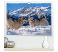 Alaskan Malamute in seinem Element (hochwertiger Premium Wandkalender 2026 DIN A2 quer), Kunstdruck in Hochglanz: Majestätische Hunde des Hohen Nordens