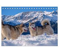 Alaskan Malamute in seinem Element (Tischkalender 2026 DIN A5 quer), CALVENDO Monatskalender: Majestätische Hunde des Hohen Nordens