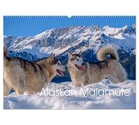 Alaskan Malamute in seinem Element (Wandkalender 2026 DIN A2 quer), CALVENDO Monatskalender: Majestätische Hunde des Hohen Nordens