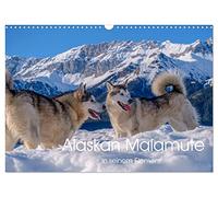 Alaskan Malamute in seinem Element (Wandkalender 2026 DIN A3 quer), CALVENDO Monatskalender: Majestätische Hunde des Hohen Nordens