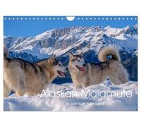Alaskan Malamute in seinem Element (Wandkalender 2026 DIN A4 quer), CALVENDO Monatskalender: Majestätische Hunde des Hohen Nordens