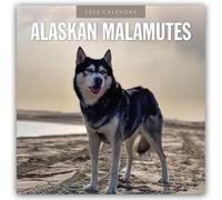 Alaskan Malamutes - Alaskischer Malamute 2026 - 16-Monatskalender: Original Red Robin Publishing Ltd-Kalender [Mehrsprachig] [Kalender]