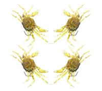 Alasum Set 4 Esche Artificiali a Forma di Granchio 3D in PVC Stabile, Esca da Pesca per Granchi per Acqua e Salata, Esche Realistiche per Pesca in Laghi, Fiumi e Mare