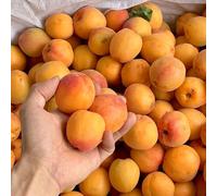 albaricocco semi balcone resistenti interni esotici resistenti per giardini rocce bonsái interni colonnari 20pcs