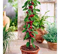 Alberi da frutto colonnari - Altezza 80 cm - Ideali per balconi, terrazze, piccoli giardini - Adatto per vasi e terra (Ciliegio)