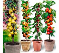 Alberi da frutto colonnari - Lotto di 8 alberi (2 ciliegi, 2 meli, 2 peri, 2 albicocca) - Altezza 80 cm - Ideali per balconi, terrazze, piccoli giardini