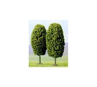 Alberi Decidui Alti 50Mm (Confezione Da 2) N/Z Gauge Busch 6293
