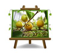 Alberi di guava Frutto Guava giallo Psidium - piante da frutto antiche su vaso 20 cm - Altezza max 170 cm - Età 2 anni coltivazione Italia
