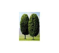 Alberi Di Laburno 145Mm (Confezione Da 2) HO/OO Gauge Busch 6165