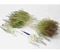 Alberi per modellismo teloxis scala 1:35 alt. cm.25/30-10 pz. dioramapresepe