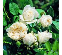 Alberic Barbier, rosa rampicante antica in vaso di Rose Barni®, pianta rampicante di gran pregio, vigorosa con fiori doppi a mazzi,h. fino a 5 metri, rosaio in vaso resistente, cod.14007