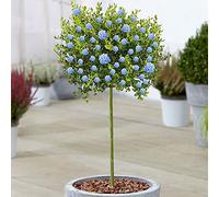 Albero Ceanothus Victoria | Alberi di Lilacca Californiana in Vaso per Piccoli Giardini.