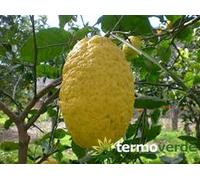 Albero cedro pane Piretto, spedizione Express