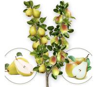 Albero da frutta - Duo di pere - Williams/Santa Maria - Adatto per balconi, terrazze e piccoli giardini - Adatto per vasi e giardino