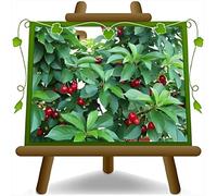 Albero da Frutto Ciliegio Lapins, Pianta in Vaso da 20 cm, Altezza 150-170 cm, Età 1 Anni, Radice Nuda