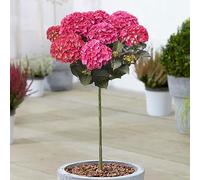 Albero da Patio Ortensia Dark Angel | Piante Resistenti da Esterno per Giardino | Coltiva i Tuoi Alberi da Fiore | Piante di Ortensia Pronte per il Giardino in Vaso (70-80cm Incl. Vaso)