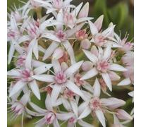 albero dei soldi comprare semi, appartamento esotiche, resistenti, per esterni per giardino, 50pcs