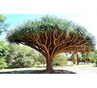 Albero del Sangue di Drago, Dracaena draco Graines rares des îles Canaries 10 GRAINES -