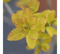 Albero della nebbia Golden Lady 2L - Un tocco di colore nel giardino di casa