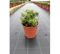 Albero delle farfalle Buddleja davidii 'Butterfly Candy Little White' | Vaso Ø24 cm, Arbusto fiorito per impollinatori, Altezza 40-50 cm, Vivaio Garden Forest