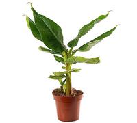 Albero di Banana da Giardino Resistente (Musa Basjoo) - Robusto ed Esotico (Vaso 12cm)