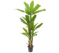 ALBERO DI BANANO ARTIFICIALE 250cm 4 FUSTI PIANTA DECORAZIONE TROPICALE