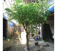 Albero di baniano Artificiale Perfetto for l'arredamento d'interni, Grande pianta Artificiale realistica con Frutti, Include Una Base Stabile e Non necessita Assolutamente di Cure.(3.5m*3.5m)