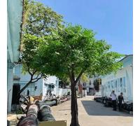 Albero Di Banyan Artificiale - For L'architettura Del Paesaggio Di Hotel, Interni Ed Esterni, Matrimoni, Decorazioni For Vetrine(5 * 4m)
