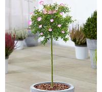 Albero di Calliandra Dixie Pink | Alberi in vaso di Powder Puff per giardini e patii piccoli | Gambo standard a lecca-lecca diritto