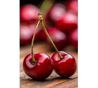 Albero di CILIEGIO - Pianta di ciliegio Ferrovia - Albero altezza 160 cm - Innesto di due anni. Frutto di grossa pezzatura. Frutto colore rosso brillante, sapore intenso e dolce