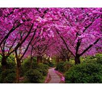 Albero di Giuda/Cercis siliquastrum - 100 semi