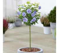 Albero di Ibisco Blue Chiffon in Vaso, Alberi Ornamentali per Piccoli Giardini