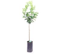 Albero di Limone Lime Pianta di Limone varietà Lime pianta da frutta Albero di agrumi età 2 anni pianta vera venduta da eGarden.store
