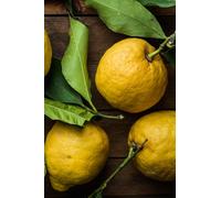 Albero di Limone Pane Pianta di Limone varietà Pane pianta vera età 2 anni