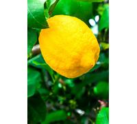 Albero di Limone Sfusato Amalfitano Limone varietà Sfusato Amalfitano età 2 anni