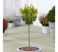 Albero di melograno nano da giardino pronto per esterni, resistente, in vaso da 3L.