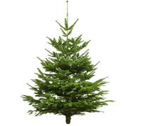 Albero di Natale vero - Nordmann - appena battuto - Albero di Natale (abete, 140-160 cm)