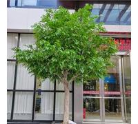 Albero di seta artificiale di Ficus, fogliame realistico e rami robusti, pianta finta for l'arredamento moderno di una fattoria in casa o in ufficio(5mx4m)