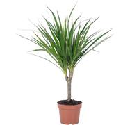 Albero drago - pianta d'appartamento facile da pulire, Dracaena Marginata - altezza circa 35 cm, diametro vaso 12 cm