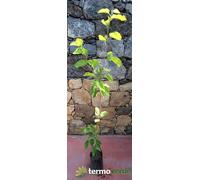Albero gelso nero, spedizione Express