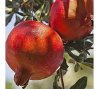 Albero Melograno Mollar Elche - Età 1 anno