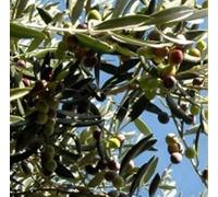 Albero Olivo Cima di Melfi